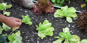 Beitragsbild des Blogbeitrags Der Bauerngarten im Jahreskreis: Kostbare Sommerzeit 