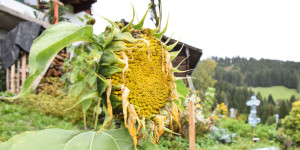 Beitragsbild des Blogbeitrags Der Bauerngarten im Jahreskreis: Goldene Schätze im Herbst 