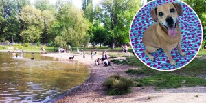 Beitragsbild des Blogbeitrags Hundstag(e): Ab auf den Wiener Hundestrand! 