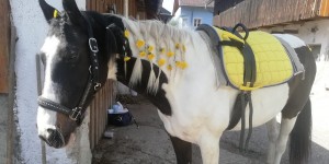 Beitragsbild des Blogbeitrags Neues Blogbild, neuer Blogpost, neue Ideen