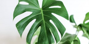 Beitragsbild des Blogbeitrags Das ist eine Idee! Macht euch eine Wanddekoration im botanischen Stil