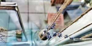Beitragsbild des Blogbeitrags Botanische Fensterdekoration: Herbarium statt Gardinen 