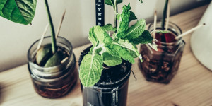 Beitragsbild des Blogbeitrags Selbstbewässernder Blumentopf aus leeren Flaschen