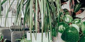 Beitragsbild des Blogbeitrags Let´s do it ombre! Aus fad wird auffällig