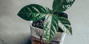 Beitragsbild des Blogbeitrags Upcycling TIP: Blumentopf aus einer Milchtüte
