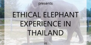 Beitragsbild des Blogbeitrags ETHICAL ELEPHANT EXPERIENCE IN THAILAND