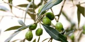 Beitragsbild des Blogbeitrags Oliven – Anti Aging Food