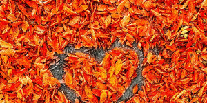Beitragsbild des Blogbeitrags #lifestyle - Drei Tipps für gelungene Herbstbilder