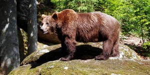 Beitragsbild des Blogbeitrags Bohnen und Bären im Bayerischen Wald 
