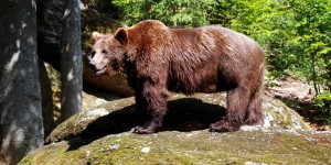 Beitragsbild des Blogbeitrags Bohnen und Bären im Bayerischen Wald