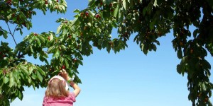 Beitragsbild des Blogbeitrags Der Zauber der Kirschen