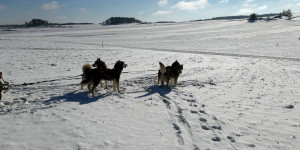 Beitragsbild des Blogbeitrags Waldviertel: Unterwegs mit dem Hundeschlitten