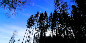 Beitragsbild des Blogbeitrags Rehabilitation, Geld und die Natur!