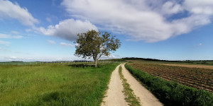 Beitragsbild des Blogbeitrags Walkabout durch Austria - Teil 2