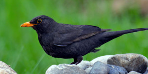 Beitragsbild des Blogbeitrags Was mir das Krafttier Amsel sagen möchte?