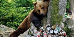 Beitragsbild des Blogbeitrags Gerstensaft ist sein Honig: “Beer Bear” steht vor Produktion