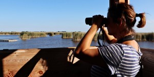Beitragsbild des Blogbeitrags Mit dem Fernglas im Nationalpark Neusiedler See – Seewinkel