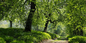 Beitragsbild des Blogbeitrags Urlaub vom Lärm: Warum Ruhe lebenswichtig ist