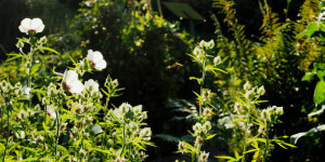 Beitragsbild des Blogbeitrags Urlaub im Kloster: zwischen Blüten und Büchern
