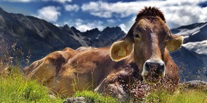 Beitragsbild des Blogbeitrags Verhalten in den Bergen: Kuhattacke!