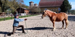 Beitragsbild des Blogbeitrags Was uns Pferde für die Kundenkommunikation im Vertrieb und Verkauf lehren 