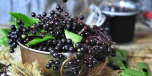 Beitragsbild des Blogbeitrags Holunderbeeren: Superfood zum Nulltarif 