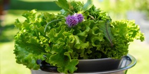 Beitragsbild des Blogbeitrags Mythos oder wahr? Salat enthält viele Vitamine