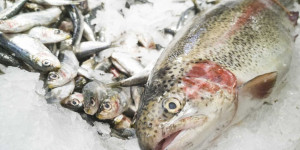 Beitragsbild des Blogbeitrags Fisch nachhaltig einkaufen: 3 wichtige Entscheidungshilfen 
