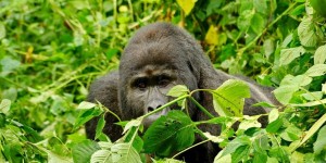 Beitragsbild des Blogbeitrags Uganda Reisevorbereitung – Nationalparks, Hoteltipps & Routenvorschlag