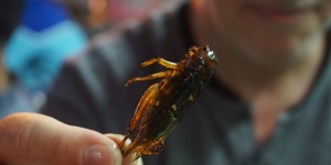 Beitragsbild des Blogbeitrags Eine Heuschrecke als Snack – Foodtour Yangon