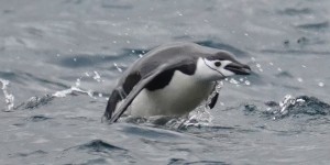 Beitragsbild des Blogbeitrags Gibbs Island überraschte mit springenden Zügelpinguinen