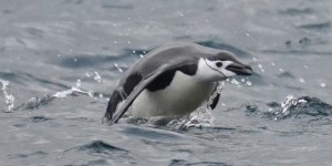 Beitragsbild des Blogbeitrags Gibbs Island überraschte mit springenden Zügelpinguinen 