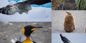 Beitragsbild des Blogbeitrags Epilog zur Antarktis-Reise