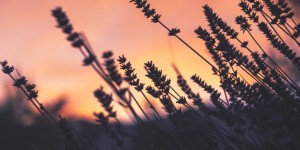 Beitragsbild des Blogbeitrags Lavendelfelder
