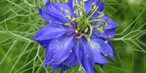 Beitragsbild des Blogbeitrags Das kleine Gartenlexikon für Einsteiger 