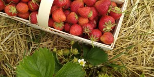 Beitragsbild des Blogbeitrags 2020: Erdbeeren vom Selbsterntefeld in Wien