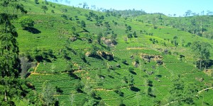 Beitragsbild des Blogbeitrags Abwarten und Tee trinken: Reise zum Ceylon-Tee auf Sri Lanka 