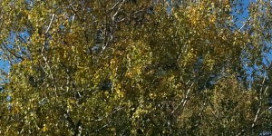 Beitragsbild des Blogbeitrags Was der Goldene Wind schenkt