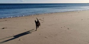 Beitragsbild des Blogbeitrags Portugal mit Hund