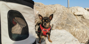 Beitragsbild des Blogbeitrags Von Menschen und Hunden: Frankreich mit dem Fellfreund