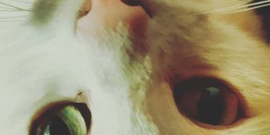 Beitragsbild des Blogbeitrags Flerken alias Gobbolino alias Mister Miauzi