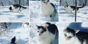 Beitragsbild des Blogbeitrags Schneekatze!