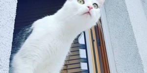 Beitragsbild des Blogbeitrags Mauz! Waldkatze!