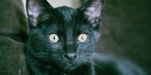 Beitragsbild des Blogbeitrags Tierischer Gegenschlag 