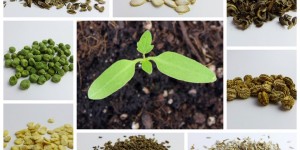 Beitragsbild des Blogbeitrags Pflanzen selbst aus Samen ziehen - Die ultimative Checkliste 