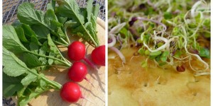 Beitragsbild des Blogbeitrags Radieschen im Pflanzenportrait und Sprossenpizza Rezept
