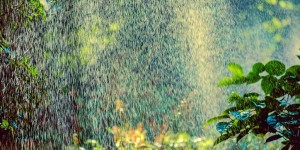 Beitragsbild des Blogbeitrags Automatische Bewässerung im eigenen Garten oder auf der Dachterrasse