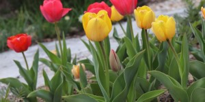 Beitragsbild des Blogbeitrags Frühlingsgarten