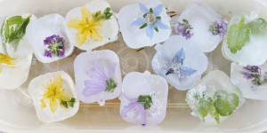 Beitragsbild des Blogbeitrags Blüten-, Kräuter-, Beeren-Eiswürfel DIY 