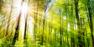 Beitragsbild des Blogbeitrags Klimabündnis-Betrieb – Unser Versprechen an die Umwelt